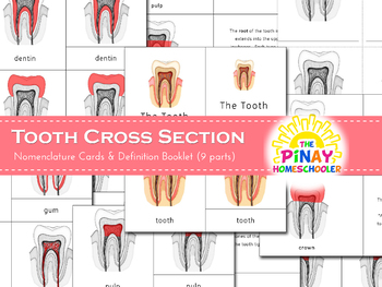 Preview of Montessori 3 Part Cards Tooth Cross Section