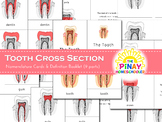 Montessori 3 Part Cards Tooth Cross Section