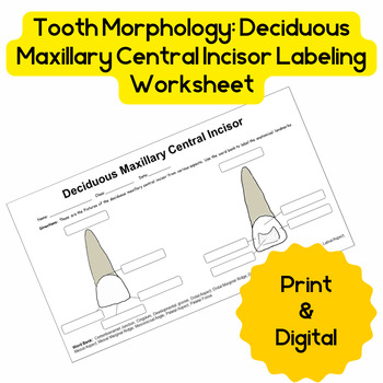 Preview of Tooth Morphology: Deciduous Maxillary Central Incisor Labeling Activity