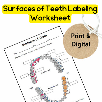 Preview of Tooth Morphology: Surfaces of Teeth Labeling Activity