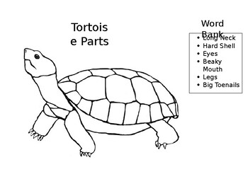 Tortoise Parts by Arlene Rodriguez | TPT