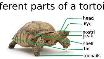 Tortoise- Power Point Presentation | TPT