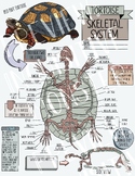 Tortoise Skeletal System