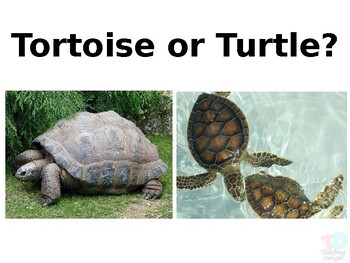 Preview of Tortoise vs Turtle (PPT file)