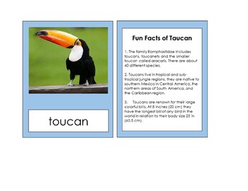 Preview of Toucan Fun Facts
