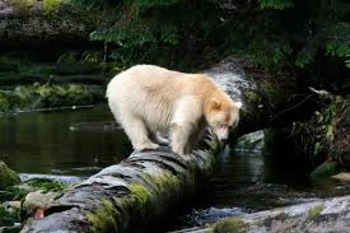 Touching Spirit Bear Chapter 3-5 Scavenger Hunt and Crossword Puzzle