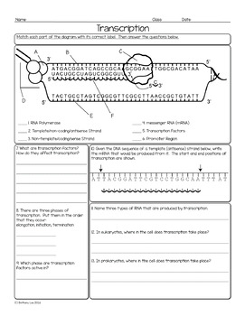 transcription biology homework worksheet by science with mrs lau