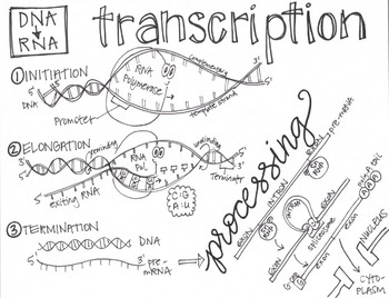 Preview of Transcription Sketch Notes