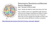 Transcription, Translation and Mutation Worksheet with Answer Key