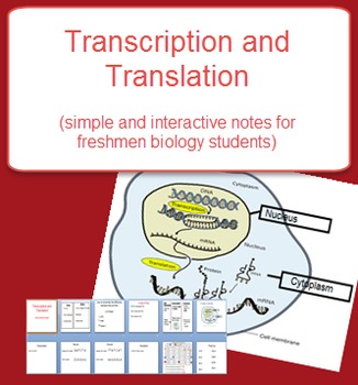 Preview of Transcription and Translation Notes (DNA)