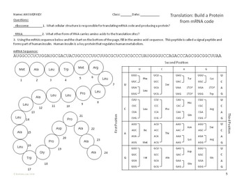 Transcription and Translation Overview Worksheet by Science With Mrs Lau