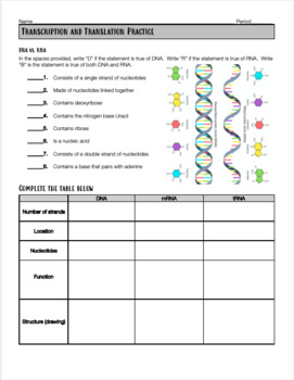 Protein Synthesis Dna Transcription And Translation Review Worksheet