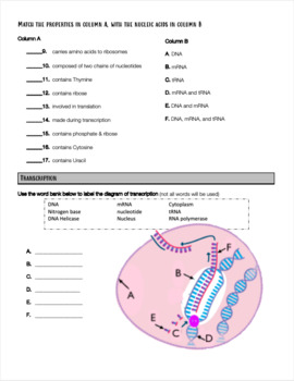 Protein Synthesis - DNA, Transcription and Translation Review Worksheet