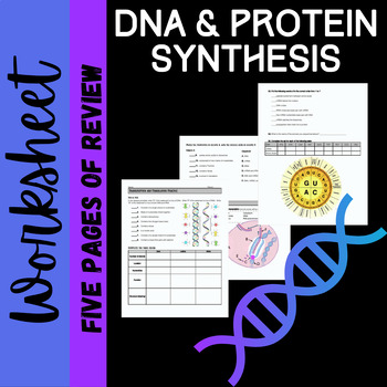 Preview of Protein Synthesis - DNA, Transcription and Translation Review Worksheet