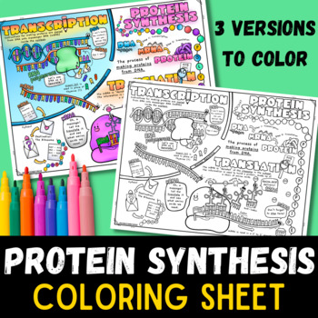 Preview of Transcription and Translation Protein Synthesis Review Coloring Sheet