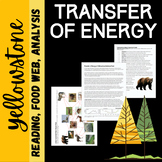 Transfer of Energy In Ecosystem: Reading, Food Web and Analysis