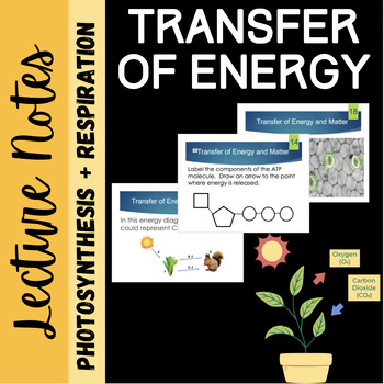 Preview of Photosynthesis and Respiration: Transfer of Matter and Energy Task Cards