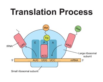 Preview of Translation Process of mRNA Molecule.