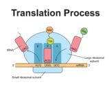 Translation Process of mRNA Molecule.