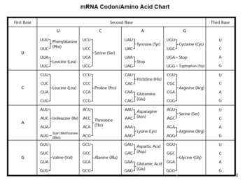 Protein Translation Chart