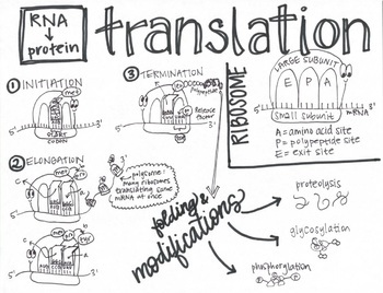 Preview of Translation Sketch Notes