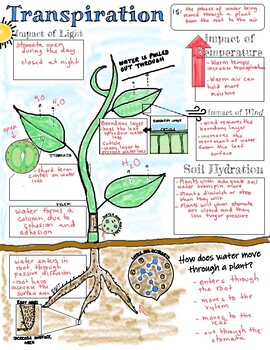 Transpiration in Plants Doodle Notes by Another Kind Of Stem | TpT