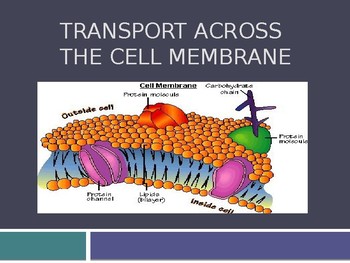 Preview of Transport Across the Cell Membrane