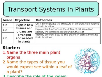 transportation system in plants