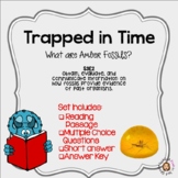 Trapped in Time- Amber Fossils