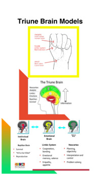 Preview of Trauma Brain Printable