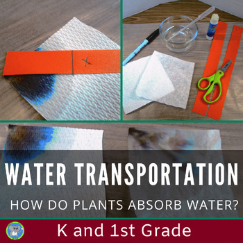 Preview of Traveling Water In Plants Experiment | Grade K 1 Science Activity