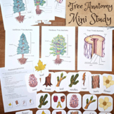 Tree Anatomy Mini Study: printable tree posters, flashcard
