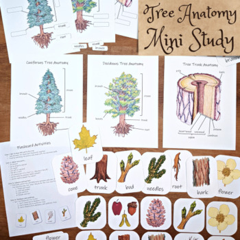 Preview of Parts of a Tree: tree anatomy diagrams, flashcards, and activities