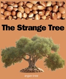 Tree Argan Oil Beauty Fruit And Cosmetic Benefits