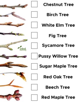 Preview of Tree Bud Identification (US)