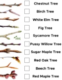 Tree Bud Identification (US)