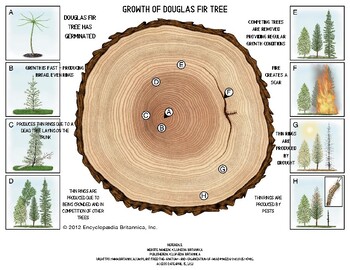 Preview of Tree Bundle Kit