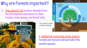 Preview of Tree & Forest Biome / Forest Ecology Unit