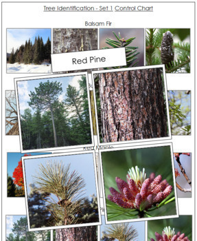 Pine Tree Identification Chart