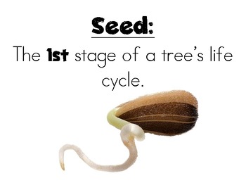Preview of Tree Life Cycle Vocab Cards