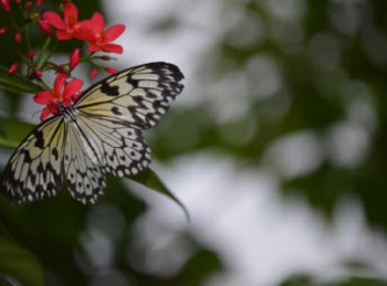 Photo Products Tree Nymph Butterfly Theme By Virtual Class Decor