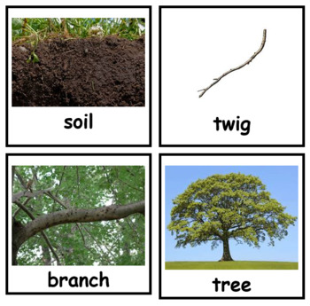 Preview of Tree Parts vocab cards