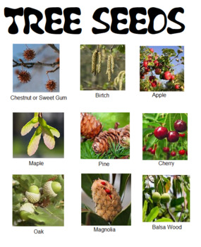 Preview of Tree Seeds Identification Color Pictures
