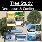 Tree Study Activities: Deciduous and Coniferous Botony Kin