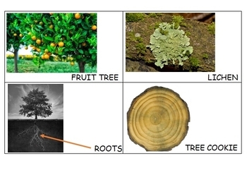 Preview of Tree Study Creative Curriculum Interactive Word Wall Cards -note card sized Gold