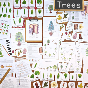 Preview of Trees Unit: lesson materials for tree life cycles, tree rings, leaves & more!