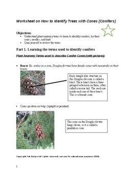Preview of Trees Worksheet: How to Identify Trees with Cones (Conifers)