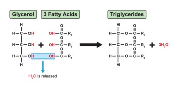 Preview of Triglycerides Formation.