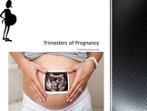 Trimesters of Pregnancy Power Point