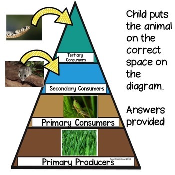 Trophic Food pyramid, herbivores, omnivores, carnivores by Montessorikiwi